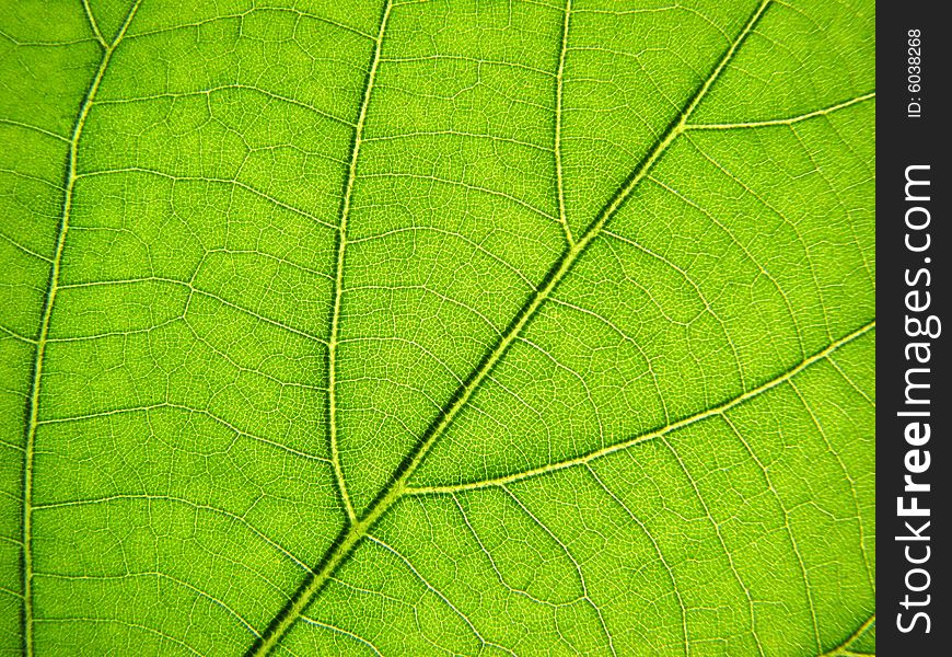 Green leaf macro photography, background
