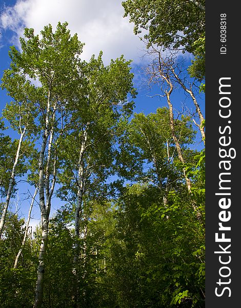 Green trees rise from the forest into a cloudy sky in the north woods of minnesota,. Green trees rise from the forest into a cloudy sky in the north woods of minnesota,