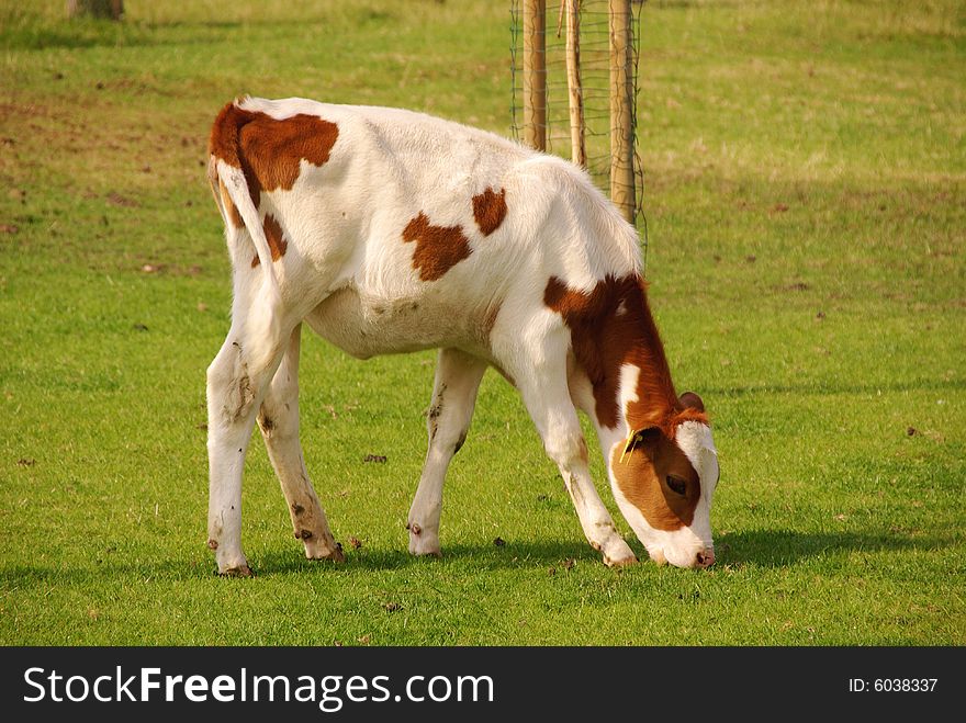 A grazing calf in a meadow. A grazing calf in a meadow