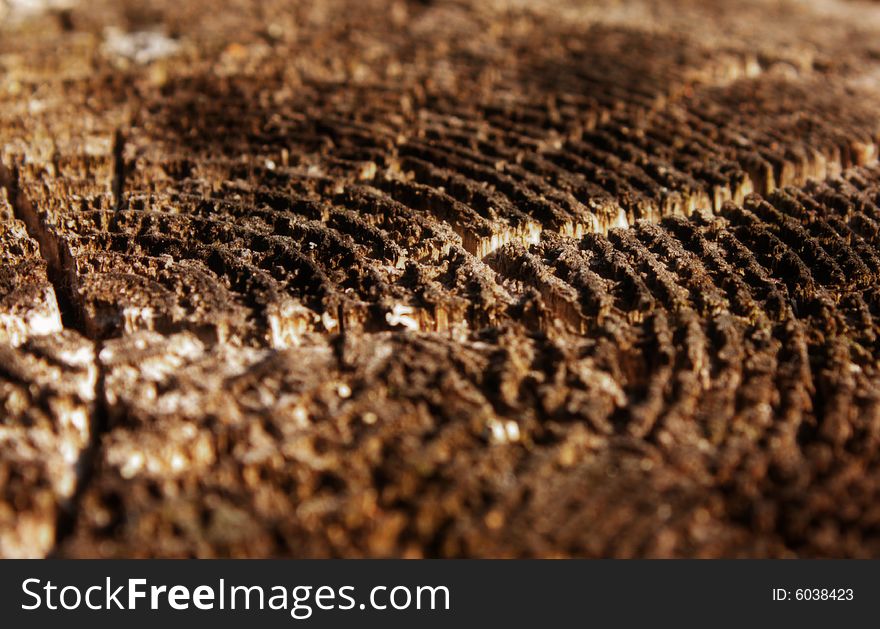 Wood background of the texture, old tree, stump. Wood background of the texture, old tree, stump.