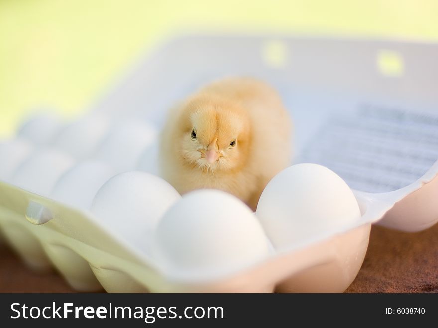 Baby yello chick inside an egg carton full of eggs. Baby yello chick inside an egg carton full of eggs.