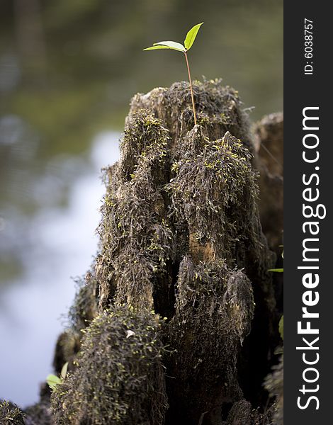 A cypress stump with one small plant growing on it.