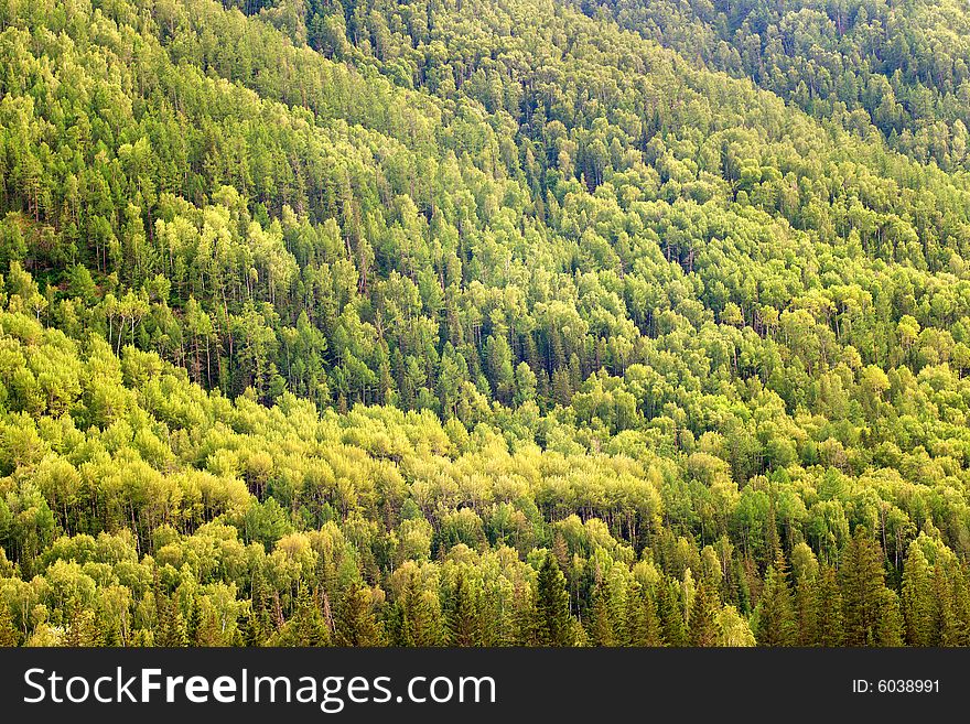 Green mixed forest background, landscape.