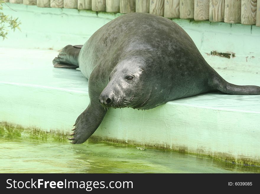 Grey seal is preparing to swim.