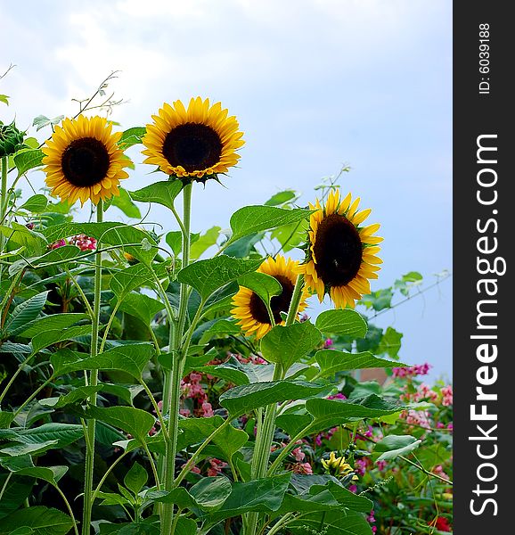 Sunflower garden against blue sky