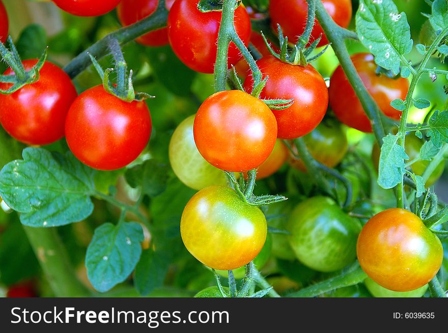 Red and green tomatoes on vine