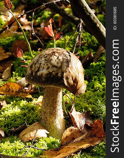 Mushroom Leccinum variicolor with a leaf of a birch