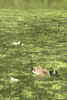 Duck In Pollution Royalty Free Stock Photo Duck In Pollution Royalty Free Stock Photo