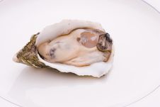 Single Oyster Royalty Free Stock Photos Single Oyster Royalty Free Stock Photos