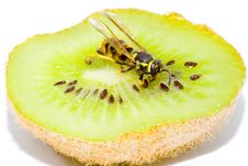 Wasp On A Kiwifruit Stock Images