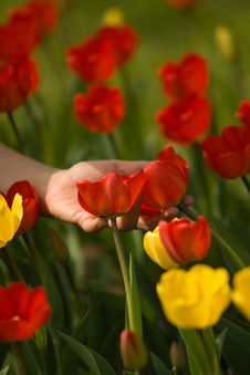 Red And Yellow Tulips Stock Images Red And Yellow Tulips Stock Images