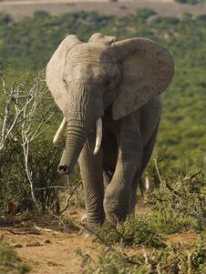 Young Elephant Smelling Stock Photo