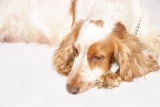 Cocker Spaniel Dog Royalty Free Stock Photo Cocker Spaniel Dog Royalty Free Stock Photo