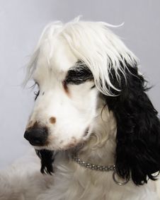 Black And White Cocker Spaniel Royalty Free Stock Images Black And White Cocker Spaniel Royalty Free Stock Images