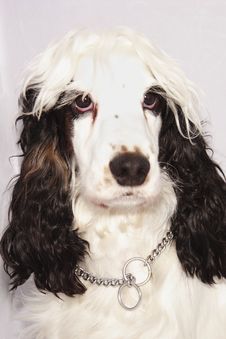 Black And White Cocker Spaniel Royalty Free Stock Image Black And White Cocker Spaniel Royalty Free Stock Image