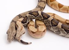 Two Boa Constrictors Isolated On White Background Stock Photos Two Boa Constrictors Isolated On White Background Stock Photos