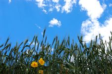 Wheat And Yellow Flowers Under Blue Sky Stock Photo Wheat And Yellow Flowers Under Blue Sky Stock Photo