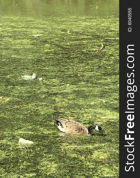 A duck swimming and drinking from an algae-covered lake polluted with thick green slime and plastic trash. A duck swimming and drinking from an algae-covered lake polluted with thick green slime and plastic trash