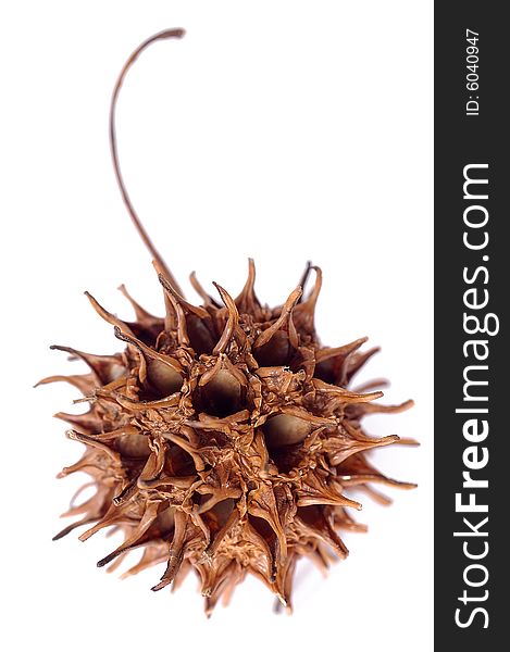 An empty seed pod isolated on a white background