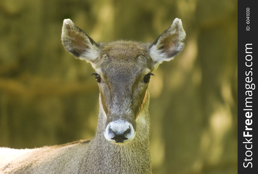 Close-up of a White-lipped Deer originated in China.
