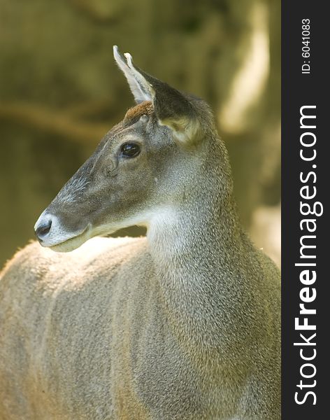 Profile of a White-lipped Deer originated in China. Profile of a White-lipped Deer originated in China.