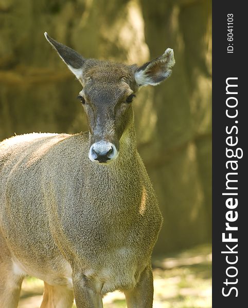 Profile of a White-lipped Deer originated in China. Profile of a White-lipped Deer originated in China.