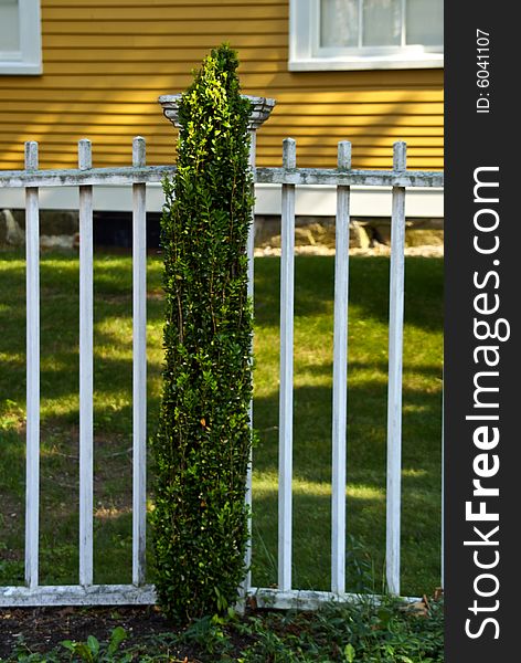 White picket fence in front of house with small tree growing in front of it. White picket fence in front of house with small tree growing in front of it
