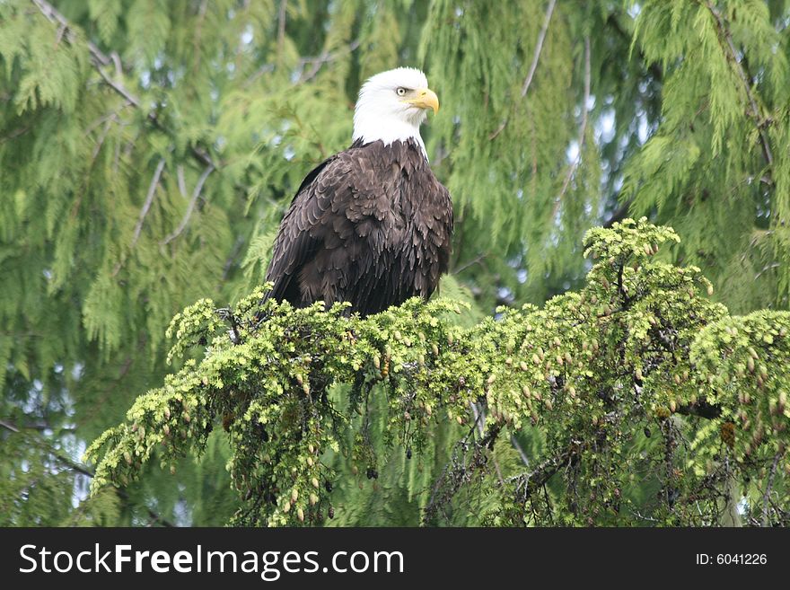 Wild bald eagle off BC coast