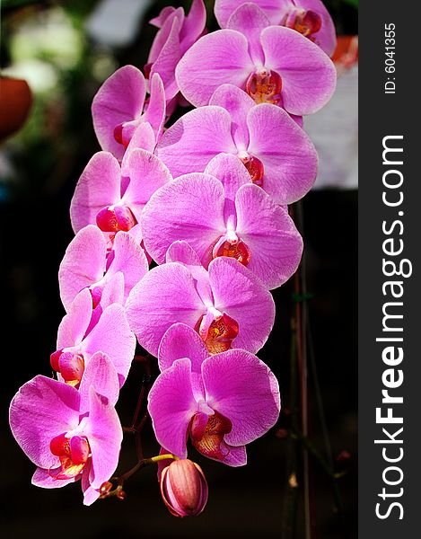 Beautiful Purple Orchid in The Garden