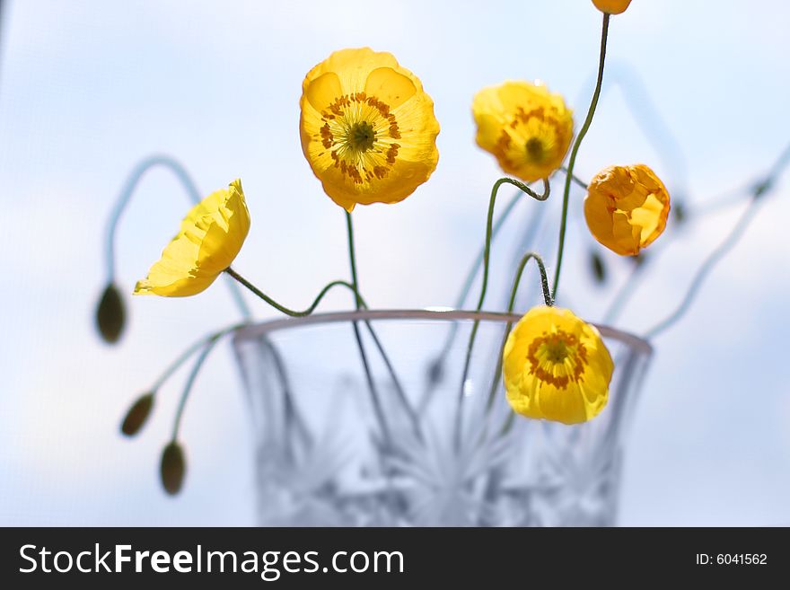 Yellow poppies against a backdrop of the sky. Yellow poppies against a backdrop of the sky.
