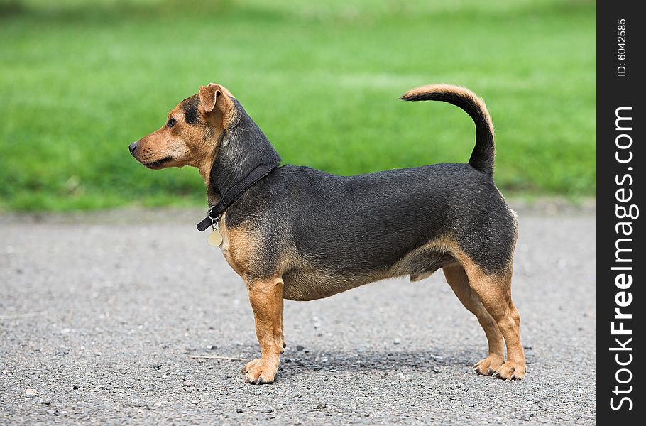 An alert black and tan terrier. An alert black and tan terrier.