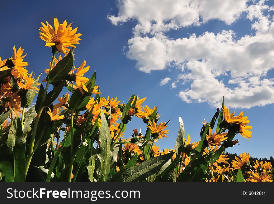 A patch of mule's ear flowers (Wyethia amplexicaulis) against a bright blue sky in early summer. A patch of mule's ear flowers (Wyethia amplexicaulis) against a bright blue sky in early summer.