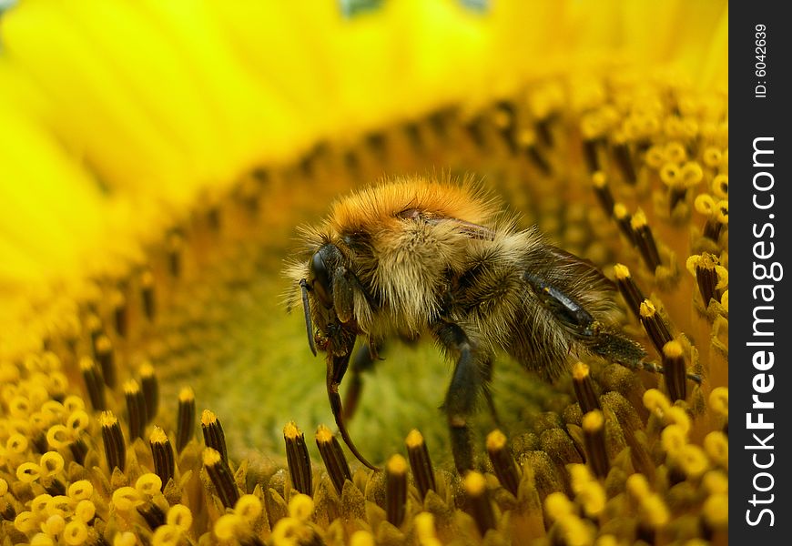 Closeup of a Bee sitting on a Flower. Closeup of a Bee sitting on a Flower