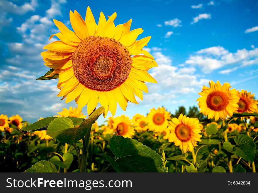 Bright yellow sunflowers on a background of the sky. Bright yellow sunflowers on a background of the sky