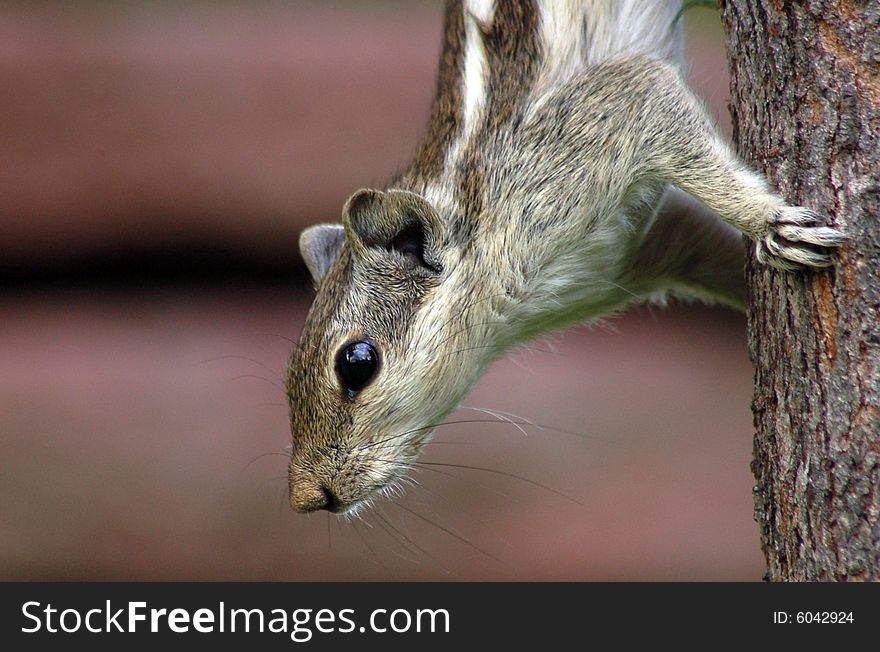 Squirrel is sitting on tree