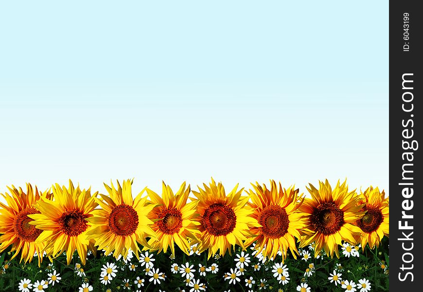 An image of sunflowers and grass in a line. An image of sunflowers and grass in a line.