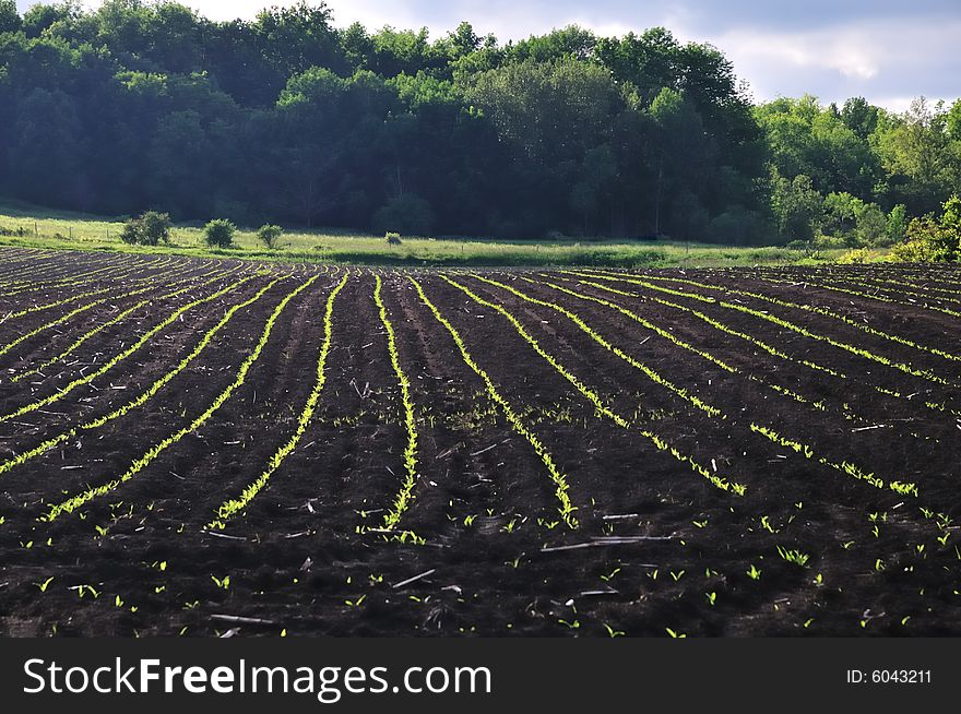 A plowed crop field with bright green seedlings growing in neat rows. A plowed crop field with bright green seedlings growing in neat rows.