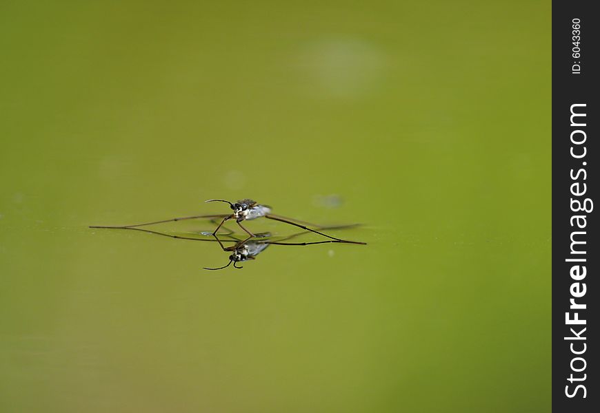 Water striders on water. Reflections in a pond. Summer. Gerris. Village,