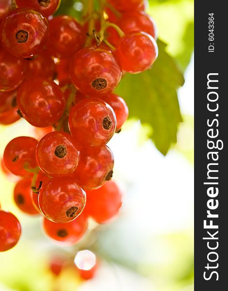 Fresh red currant on a branch in a garden