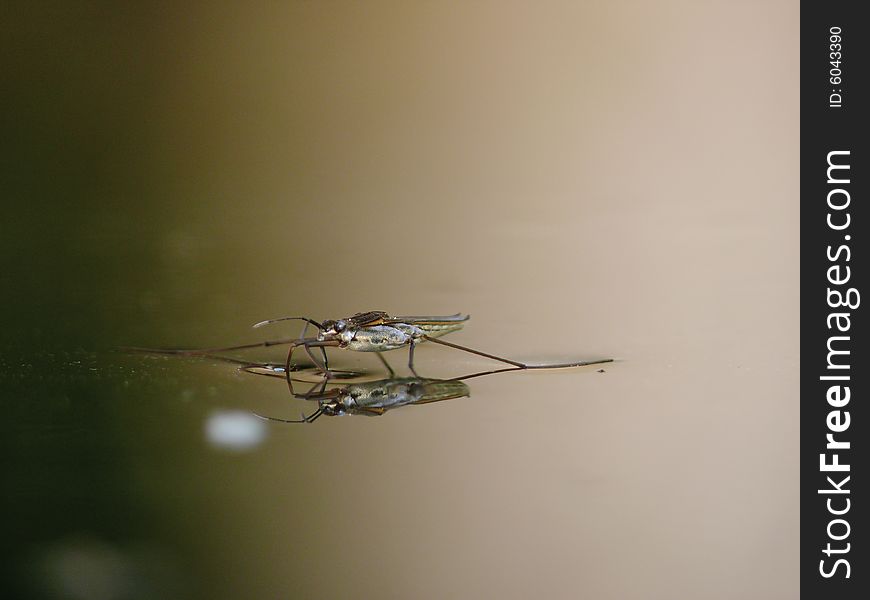 Water striders on water. Reflections in a pond. Summer. Gerris. Village,