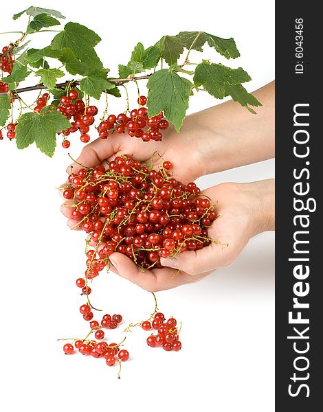 Fresh red currant on a white background