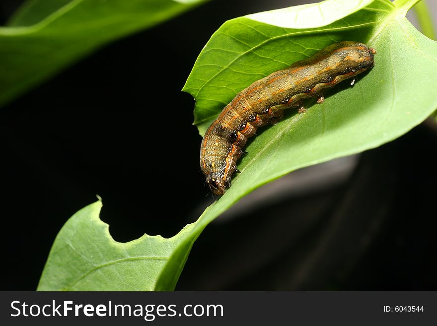 Beautiful caterpillar eating a leaf. Beautiful caterpillar eating a leaf