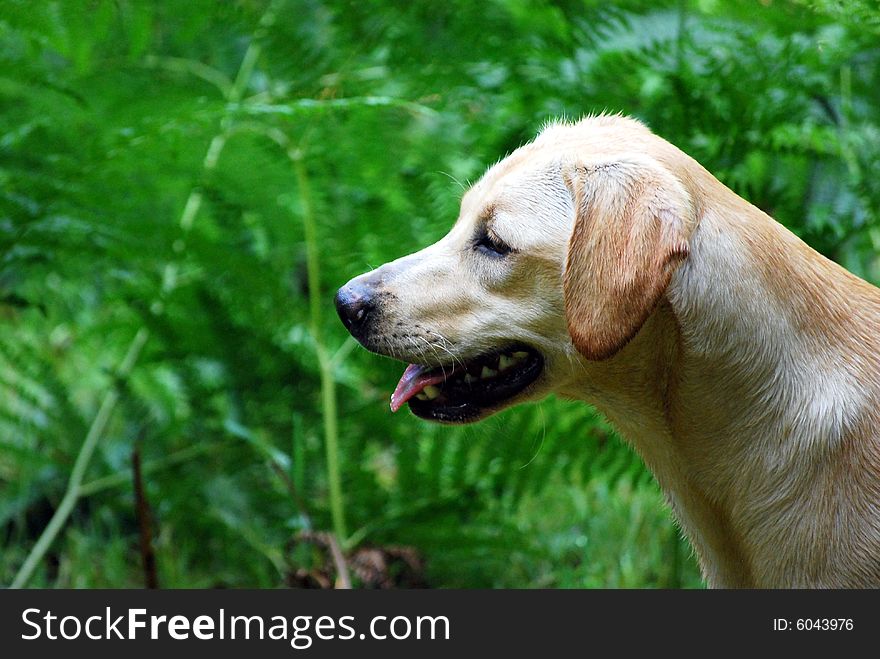 Shot of a labrador puppy against the forest ferns. Shot of a labrador puppy against the forest ferns