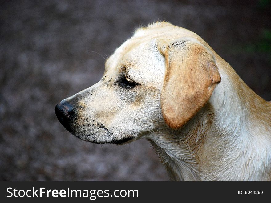 Shot of a muddy faced yellow labrador retriever puppy. Shot of a muddy faced yellow labrador retriever puppy