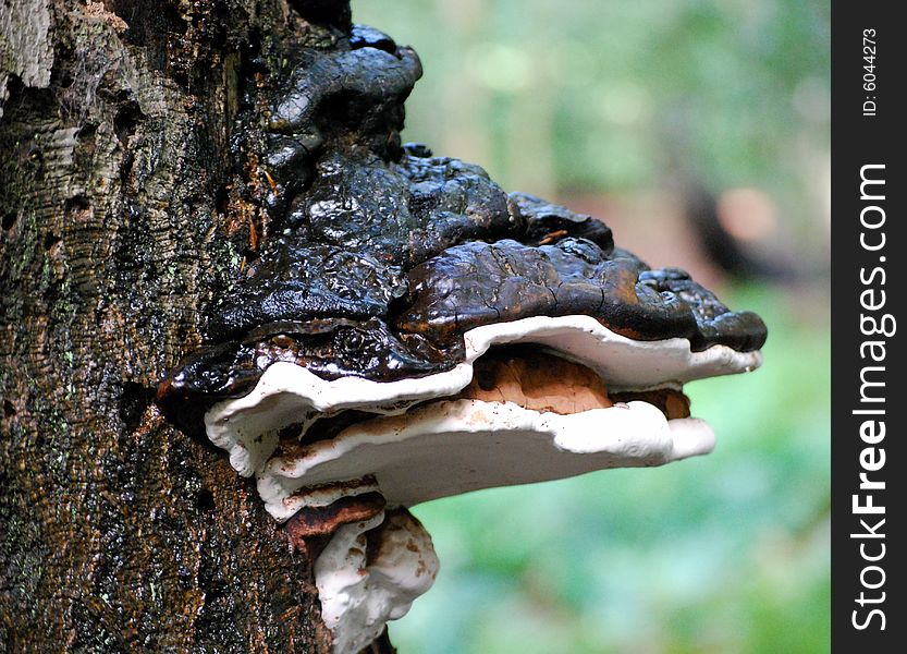 Shot of a polypore,bracket fungi growing from a tree