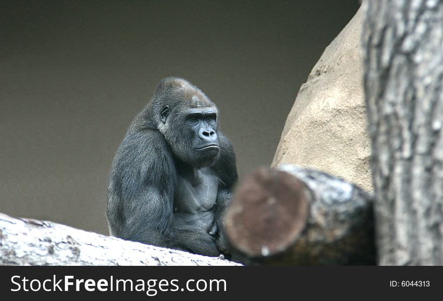 Gorilla among dry trunks of trees