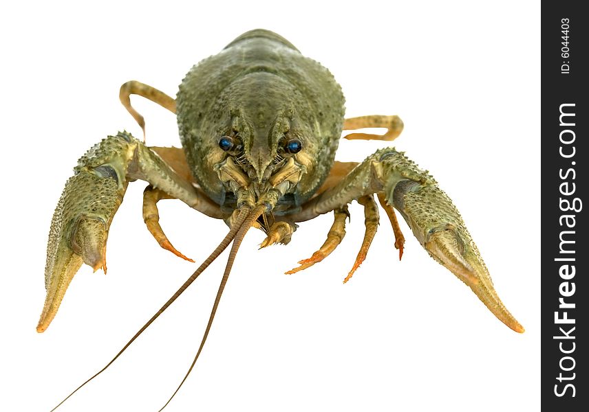 Alive river crayfish macro separately. Alive river crayfish macro separately