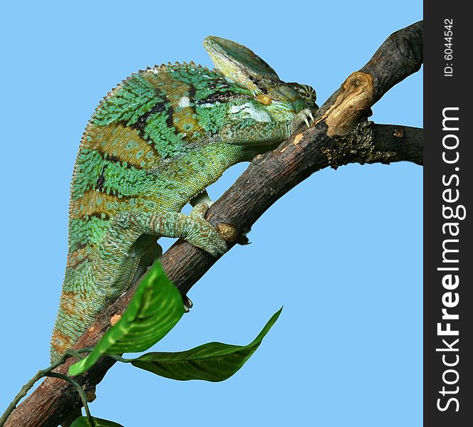 Chameleon on a branch of a tree