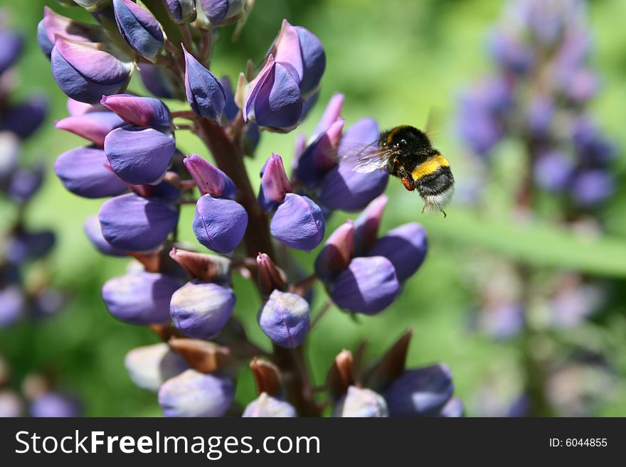 Bee on a beutiful spring flower.Close-up photo