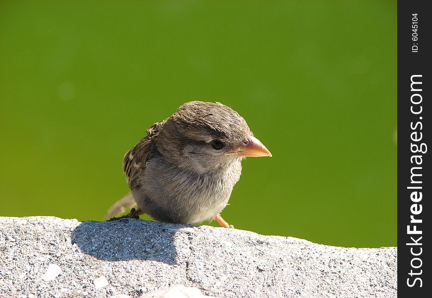 Sparrow sitting on the stone near the pond